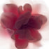 Pink Rose Floral Art Print